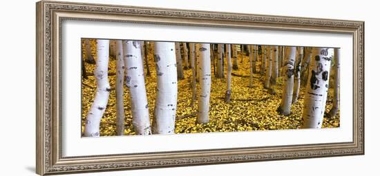 Aspen Grove, Cumbres Pass, San Juan Mountains, Colorado, Usa-null-Framed Photographic Print