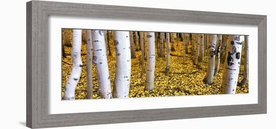 Aspen Grove, Cumbres Pass, San Juan Mountains, Colorado, Usa-null-Framed Photographic Print