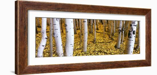 Aspen Grove, Cumbres Pass, San Juan Mountains, Colorado, Usa-null-Framed Photographic Print