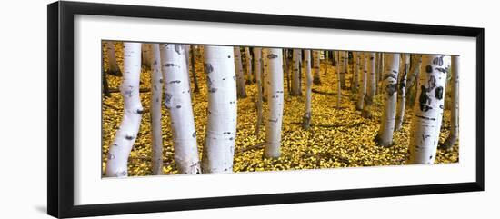 Aspen Grove, Cumbres Pass, San Juan Mountains, Colorado, Usa-null-Framed Photographic Print