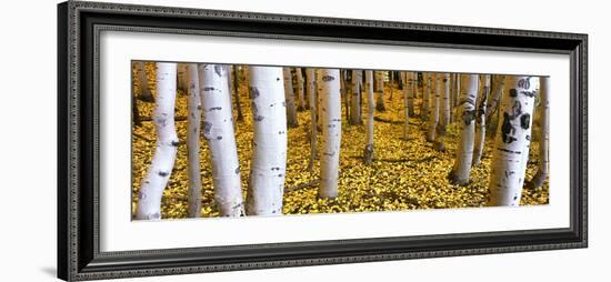 Aspen Grove, Cumbres Pass, San Juan Mountains, Colorado, Usa-null-Framed Photographic Print