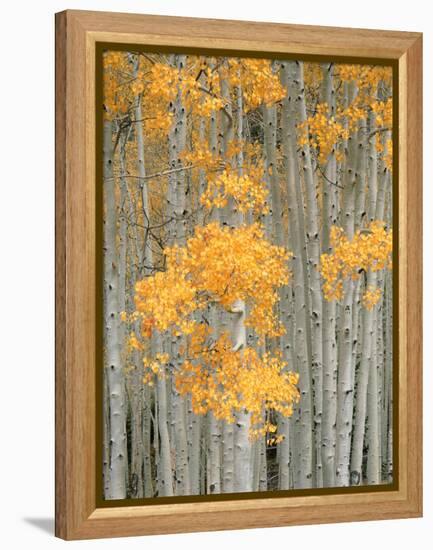 Aspen Grove, Fish Lake Plateau Near Fish Lake National Forest, Utah, USA-Scott T^ Smith-Framed Premier Image Canvas