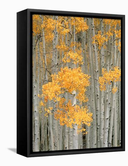 Aspen Grove, Fish Lake Plateau Near Fish Lake National Forest, Utah, USA-Scott T^ Smith-Framed Premier Image Canvas