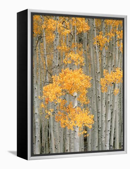 Aspen Grove, Fish Lake Plateau Near Fish Lake National Forest, Utah, USA-Scott T^ Smith-Framed Premier Image Canvas
