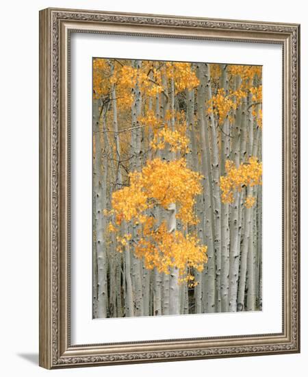 Aspen Grove, Fish Lake Plateau Near Fish Lake National Forest, Utah, USA-Scott T^ Smith-Framed Photographic Print