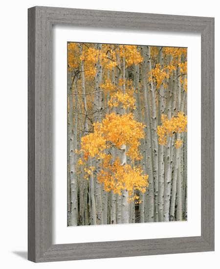 Aspen Grove, Fish Lake Plateau Near Fish Lake National Forest, Utah, USA-Scott T^ Smith-Framed Photographic Print