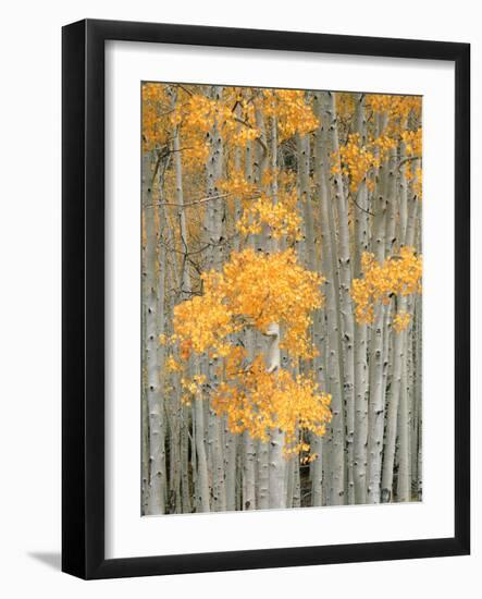 Aspen Grove, Fish Lake Plateau Near Fish Lake National Forest, Utah, USA-Scott T^ Smith-Framed Photographic Print