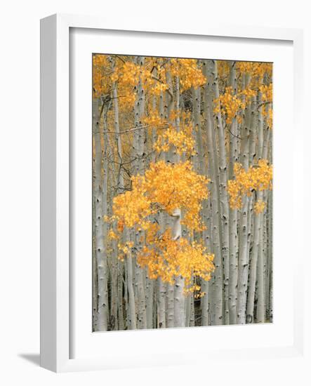 Aspen Grove, Fish Lake Plateau Near Fish Lake National Forest, Utah, USA-Scott T^ Smith-Framed Photographic Print