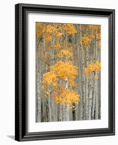 Aspen Grove, Fish Lake Plateau Near Fish Lake National Forest, Utah, USA-Scott T^ Smith-Framed Photographic Print