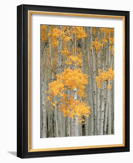 Aspen Grove, Fish Lake Plateau Near Fish Lake National Forest, Utah, USA-Scott T^ Smith-Framed Photographic Print