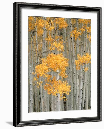 Aspen Grove, Fish Lake Plateau Near Fish Lake National Forest, Utah, USA-Scott T^ Smith-Framed Photographic Print