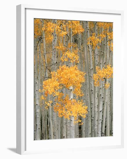 Aspen Grove, Fish Lake Plateau Near Fish Lake National Forest, Utah, USA-Scott T^ Smith-Framed Photographic Print