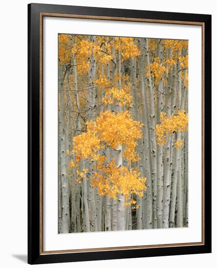 Aspen Grove, Fish Lake Plateau Near Fish Lake National Forest, Utah, USA-Scott T^ Smith-Framed Photographic Print