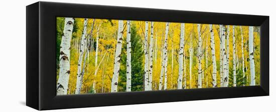 Aspen Grove, Granite Canyon Trail, Grand Teton National Park, Wyoming, Usa-null-Framed Premier Image Canvas