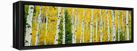 Aspen Grove, Granite Canyon Trail, Grand Teton National Park, Wyoming, Usa-null-Framed Premier Image Canvas