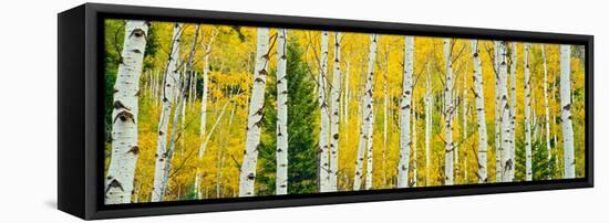 Aspen Grove, Granite Canyon Trail, Grand Teton National Park, Wyoming, Usa-null-Framed Premier Image Canvas