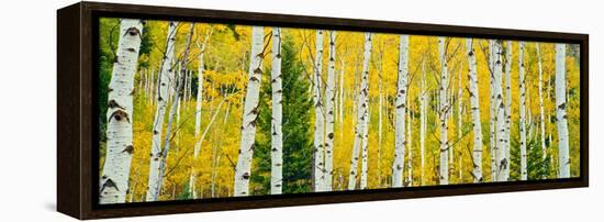 Aspen Grove, Granite Canyon Trail, Grand Teton National Park, Wyoming, Usa-null-Framed Premier Image Canvas