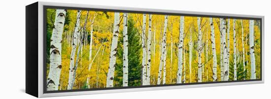 Aspen Grove, Granite Canyon Trail, Grand Teton National Park, Wyoming, Usa-null-Framed Premier Image Canvas