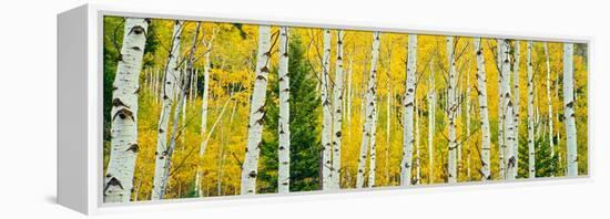 Aspen Grove, Granite Canyon Trail, Grand Teton National Park, Wyoming, Usa-null-Framed Premier Image Canvas