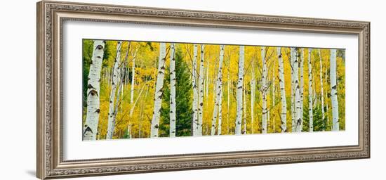 Aspen Grove, Granite Canyon Trail, Grand Teton National Park, Wyoming, Usa-null-Framed Photographic Print