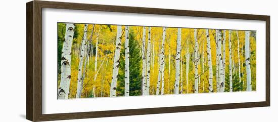 Aspen Grove, Granite Canyon Trail, Grand Teton National Park, Wyoming, Usa-null-Framed Photographic Print