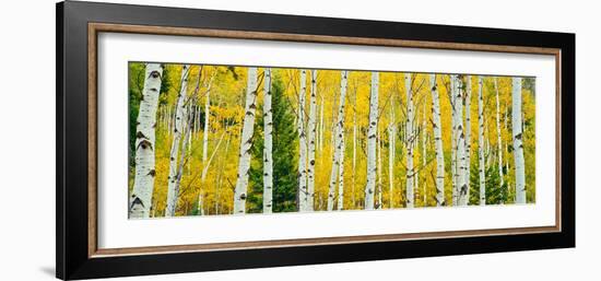 Aspen Grove, Granite Canyon Trail, Grand Teton National Park, Wyoming, Usa-null-Framed Photographic Print