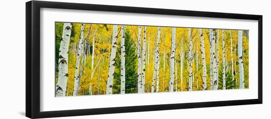 Aspen Grove, Granite Canyon Trail, Grand Teton National Park, Wyoming, Usa-null-Framed Photographic Print