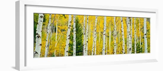 Aspen Grove, Granite Canyon Trail, Grand Teton National Park, Wyoming, Usa-null-Framed Photographic Print