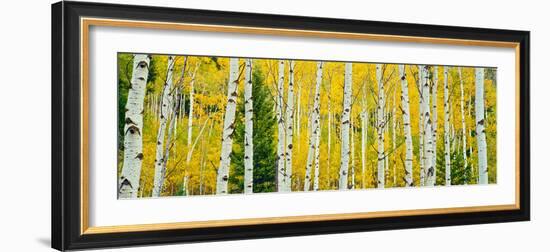 Aspen Grove, Granite Canyon Trail, Grand Teton National Park, Wyoming, Usa-null-Framed Photographic Print