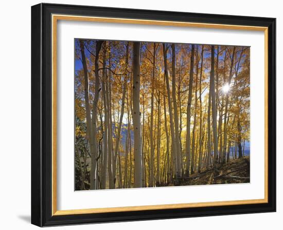 Aspen Grove, Gunnison National Forest, Colorado, USA-Charles Gurche-Framed Photographic Print