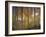 Aspen Grove, Gunnison National Forest, Colorado, USA-Charles Gurche-Framed Photographic Print