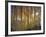 Aspen Grove, Gunnison National Forest, Colorado, USA-Charles Gurche-Framed Photographic Print