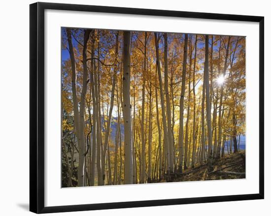 Aspen Grove, Gunnison National Forest, Colorado, USA-Charles Gurche-Framed Photographic Print