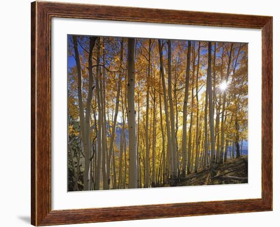 Aspen Grove, Gunnison National Forest, Colorado, USA-Charles Gurche-Framed Photographic Print