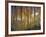 Aspen Grove, Gunnison National Forest, Colorado, USA-Charles Gurche-Framed Photographic Print