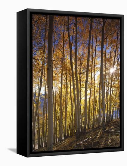 Aspen Grove, Gunnison National Forest, Colorado, USA-Charles Gurche-Framed Premier Image Canvas