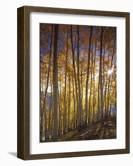 Aspen Grove, Gunnison National Forest, Colorado, USA-Charles Gurche-Framed Photographic Print