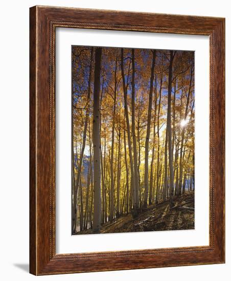 Aspen Grove, Gunnison National Forest, Colorado, USA-Charles Gurche-Framed Photographic Print