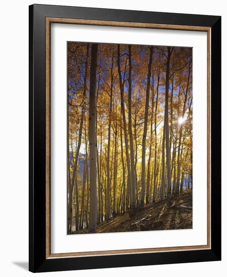 Aspen Grove, Gunnison National Forest, Colorado, USA-Charles Gurche-Framed Photographic Print