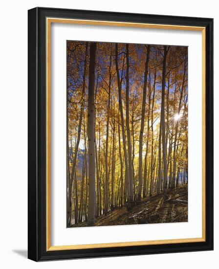 Aspen Grove, Gunnison National Forest, Colorado, USA-Charles Gurche-Framed Photographic Print