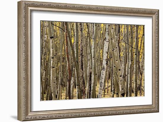 Aspen Grove I-Larry Malvin-Framed Photographic Print