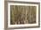 Aspen Grove I-Larry Malvin-Framed Photographic Print