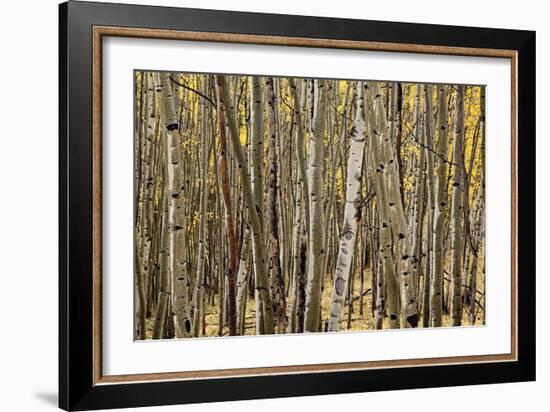 Aspen Grove I-Larry Malvin-Framed Photographic Print