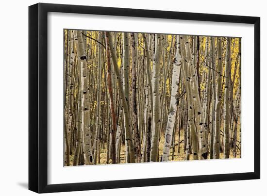 Aspen Grove I-Larry Malvin-Framed Photographic Print