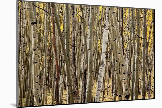 Aspen Grove I-Larry Malvin-Mounted Photographic Print