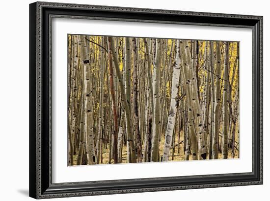 Aspen Grove I-Larry Malvin-Framed Photographic Print