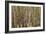 Aspen Grove I-Larry Malvin-Framed Photographic Print