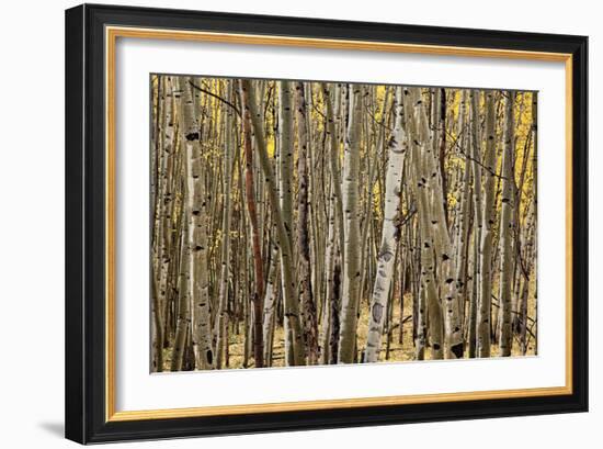 Aspen Grove I-Larry Malvin-Framed Photographic Print