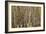 Aspen Grove I-Larry Malvin-Framed Photographic Print