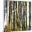 Aspen Grove I-Kathy Mansfield-Mounted Photographic Print